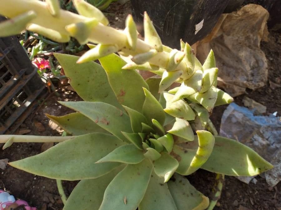 Dudleja 10