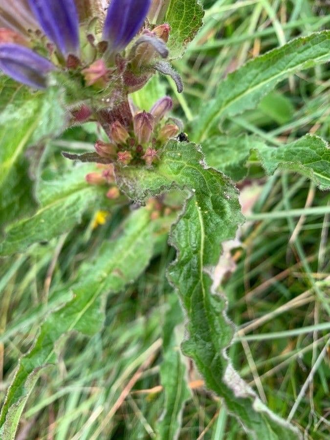 Campanula cervicaria 15