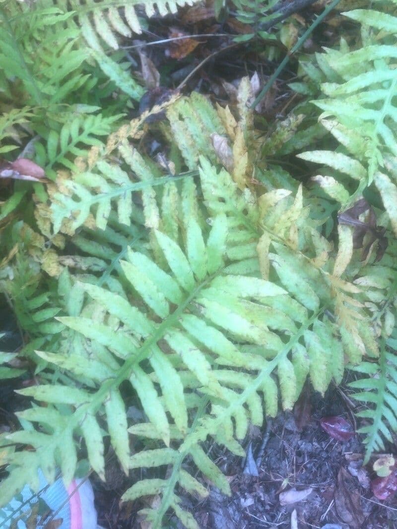 Polypodium californicum 10