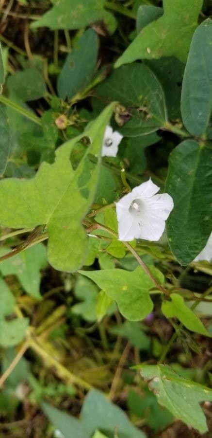 Ipomoea lacunosa 7