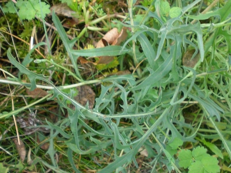 Lattuga viminea 30