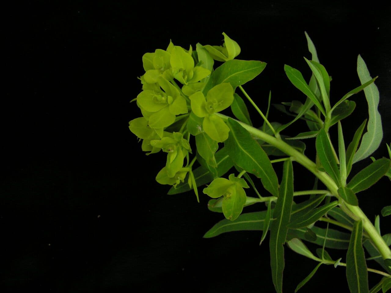 Euphorbia stracheyi 2