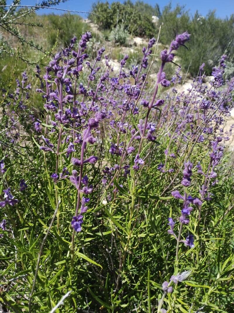 Trichostema 15