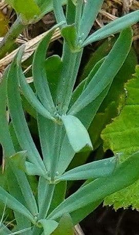 Linaria strisciante 24