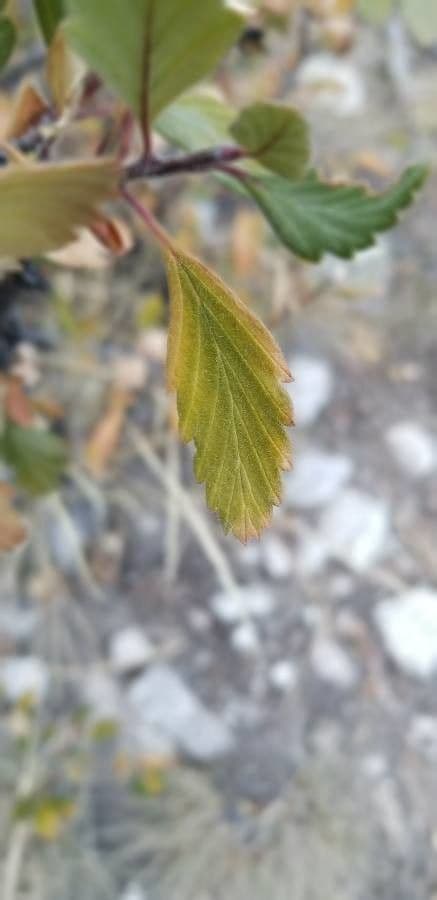 Cercocarpus montanus 16