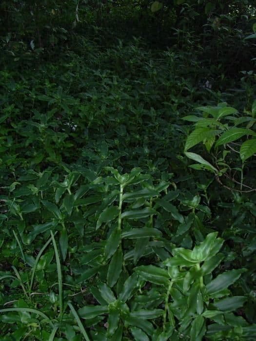 Callisia 9