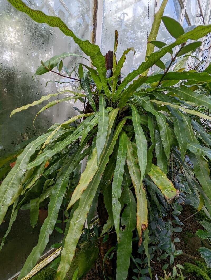 Campyloneurum 7
