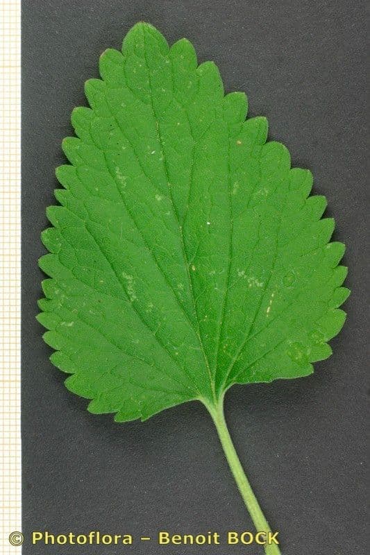 Scutellaria 19