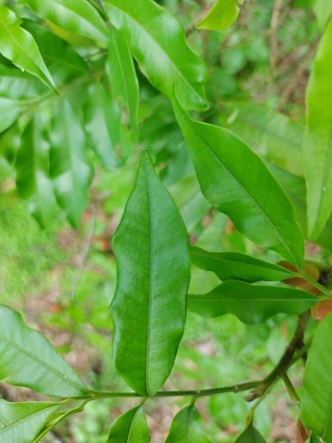 Trichilia 7