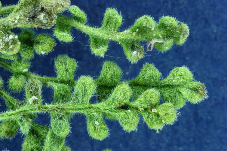 Fremonts Phacelia 12