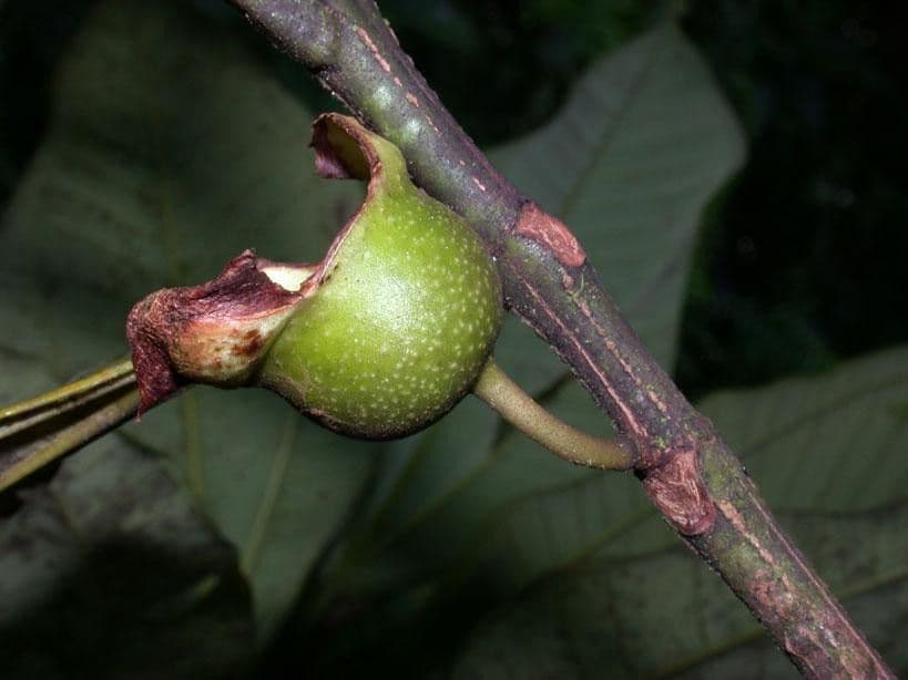 Bellucia grossularioide 5
