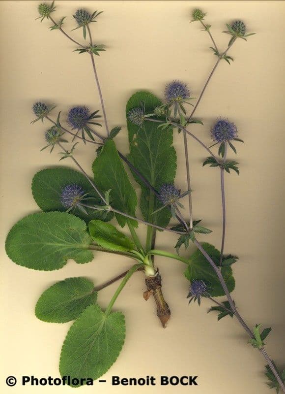 Edeldistel 27