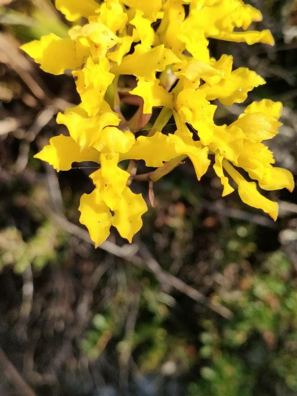 Cyrtochilum