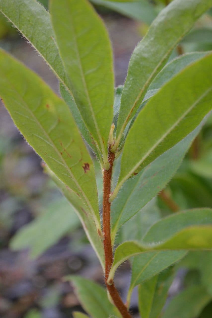 Rododendron 12