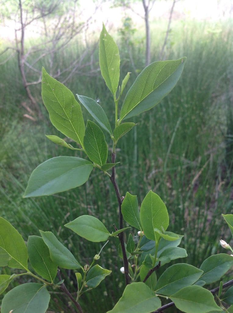Styrax americký 8
