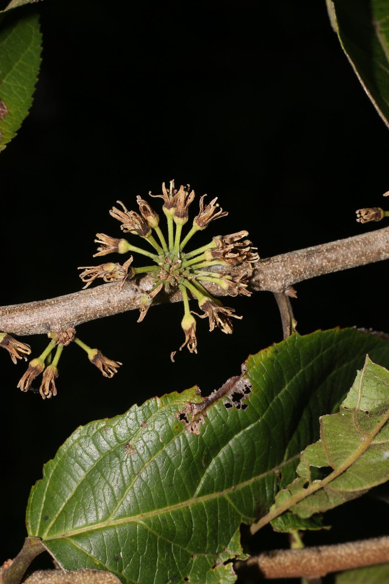 Casearia 2