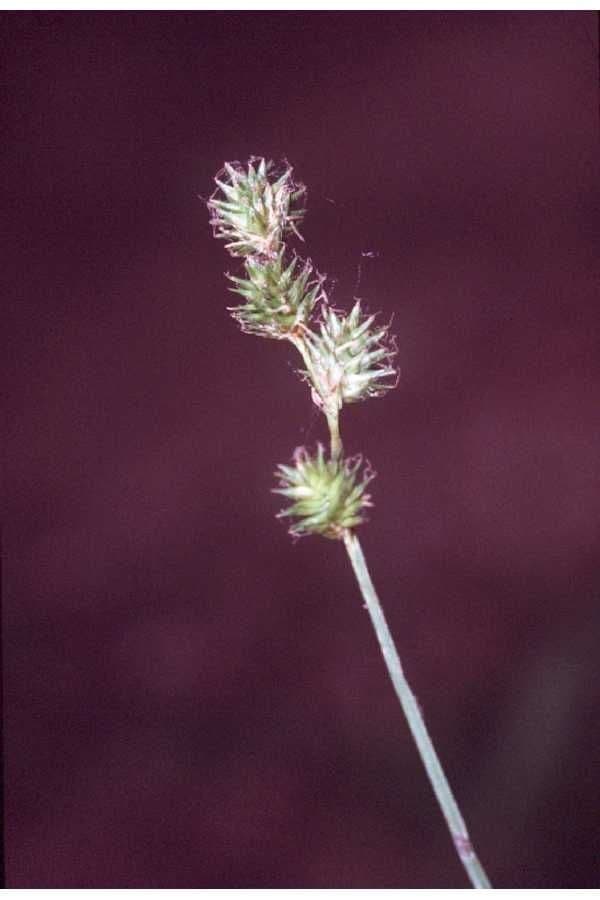 Carice festucacea