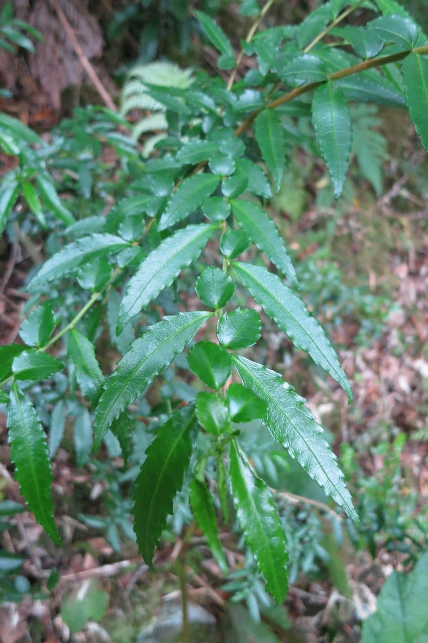 Azara 11