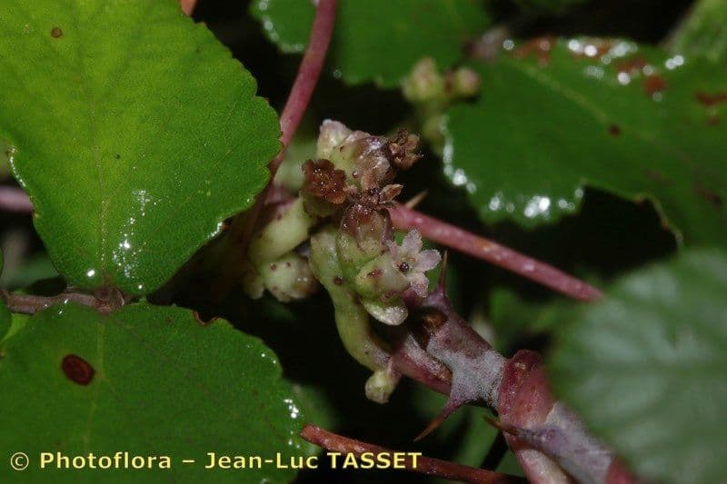 Cuscuta 10