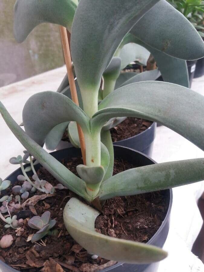 Crassula perfoliata 19