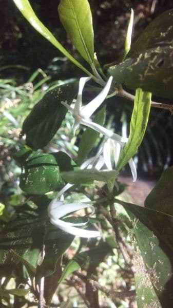 Atractocarpus 4