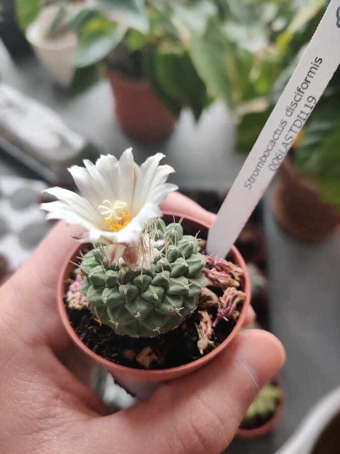 Strombocactus 6