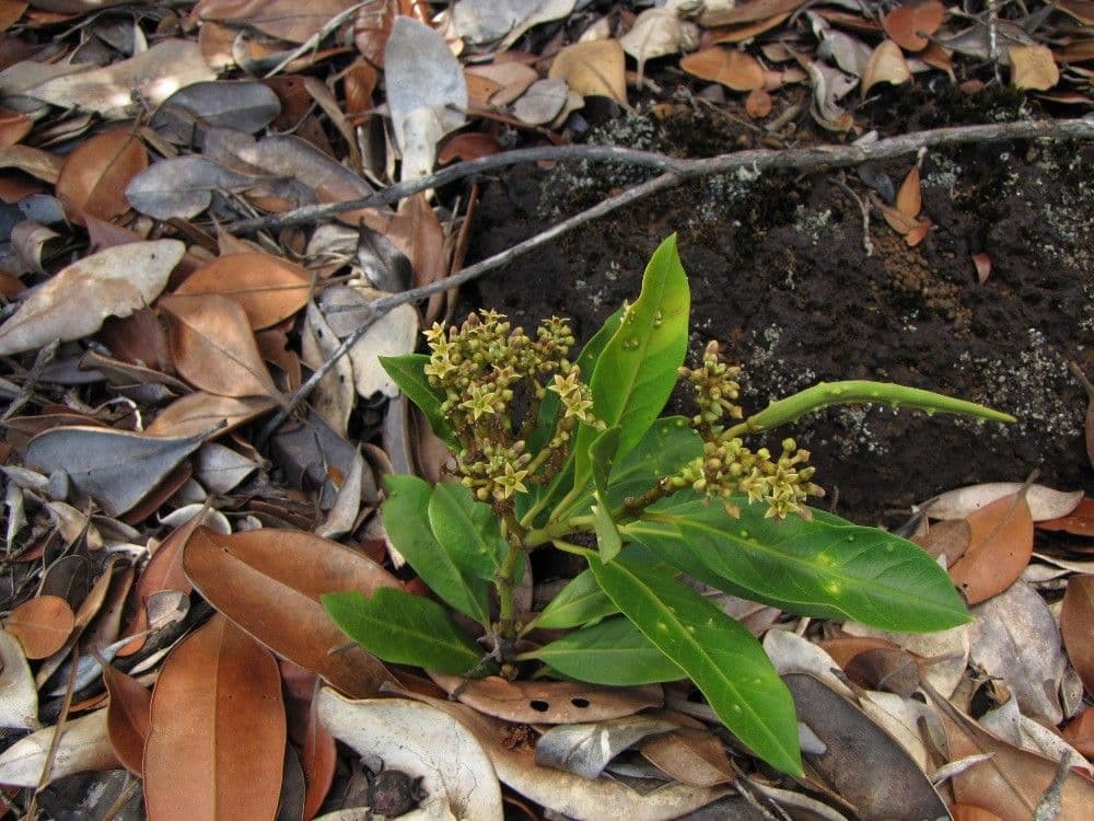 Parsonsia laxiflora 2