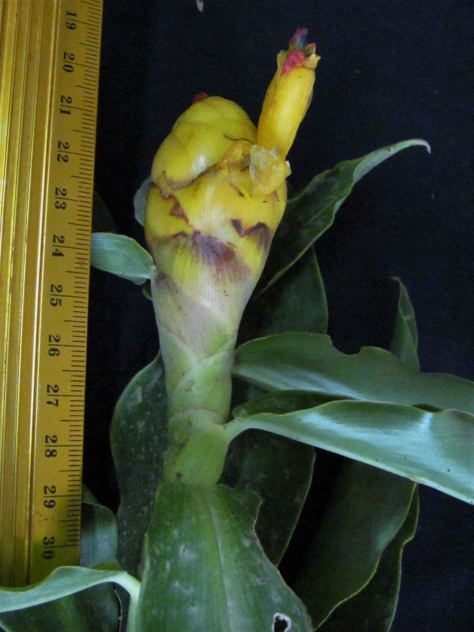 Costus
