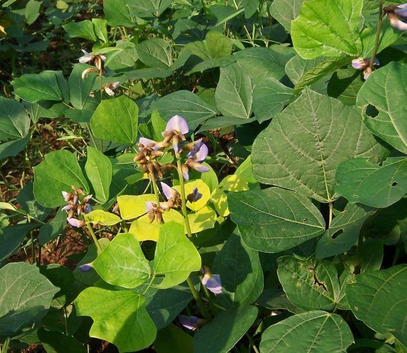 Jicama 13