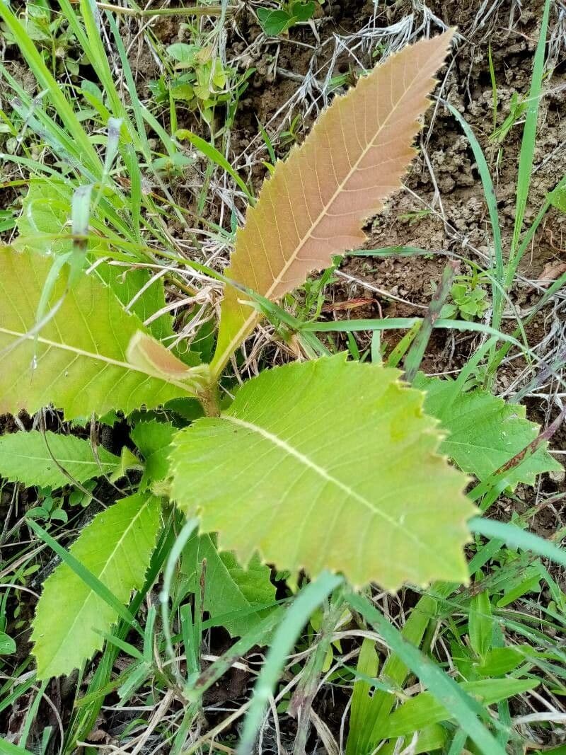 Curatella americana 14