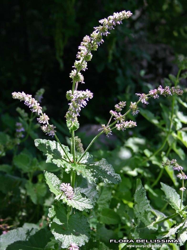 Salvia verticillata 28