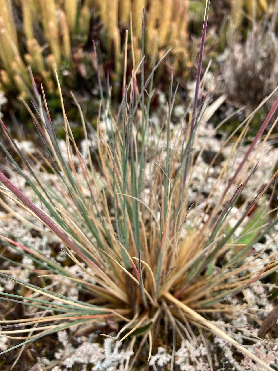 Festuca 9
