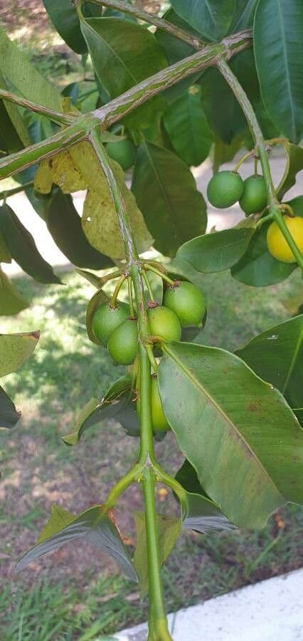 Garcinia cochinchinensis 5
