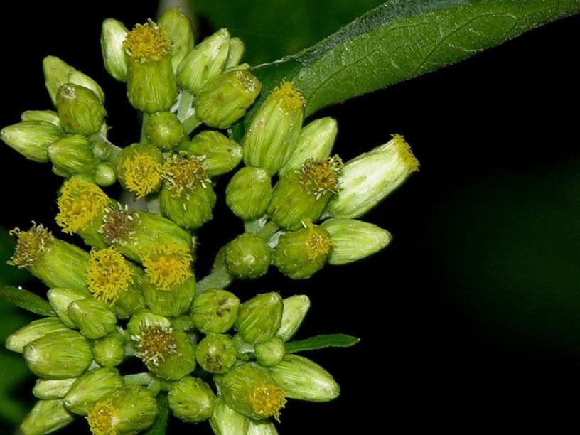 Schistocarpha 4