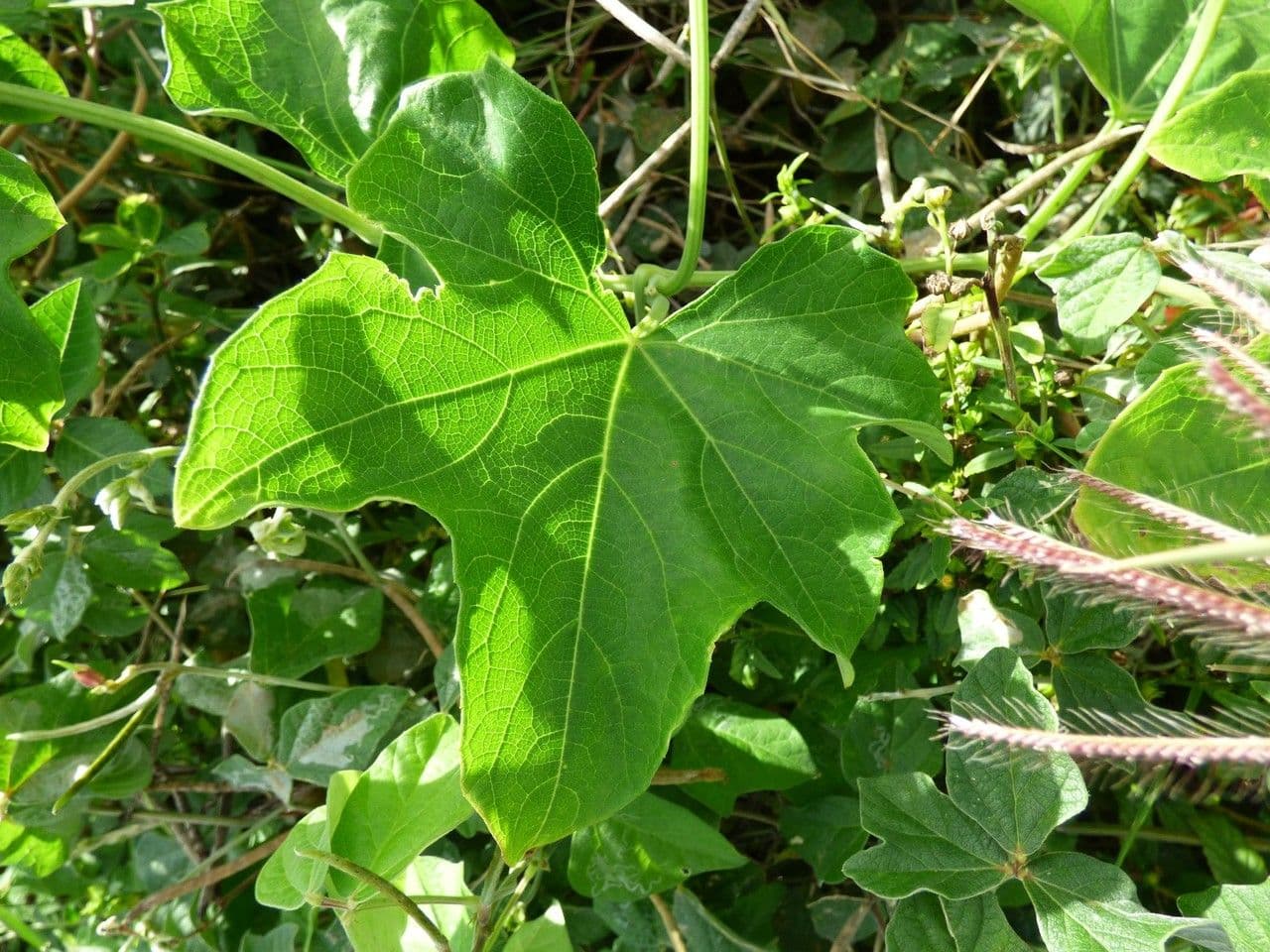 Zucca selvatica 12