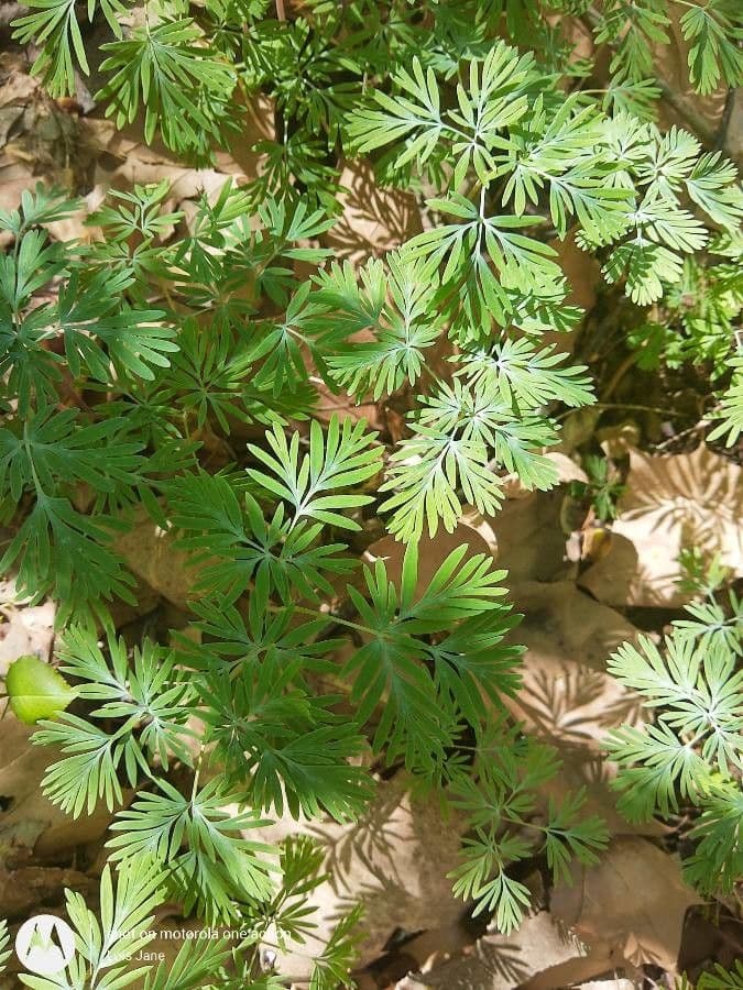Dicentra canadese 14