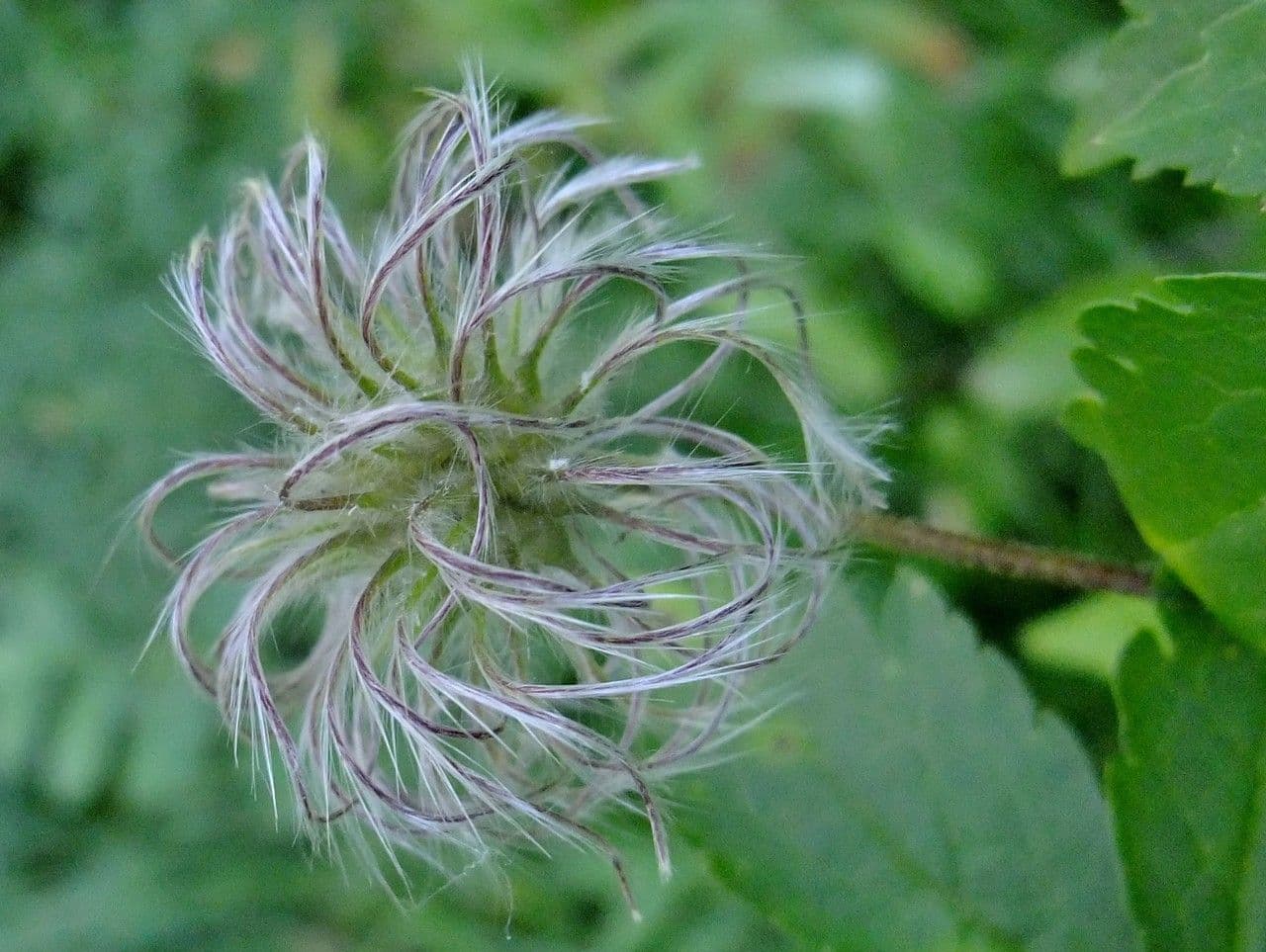 Clematide alpina 4