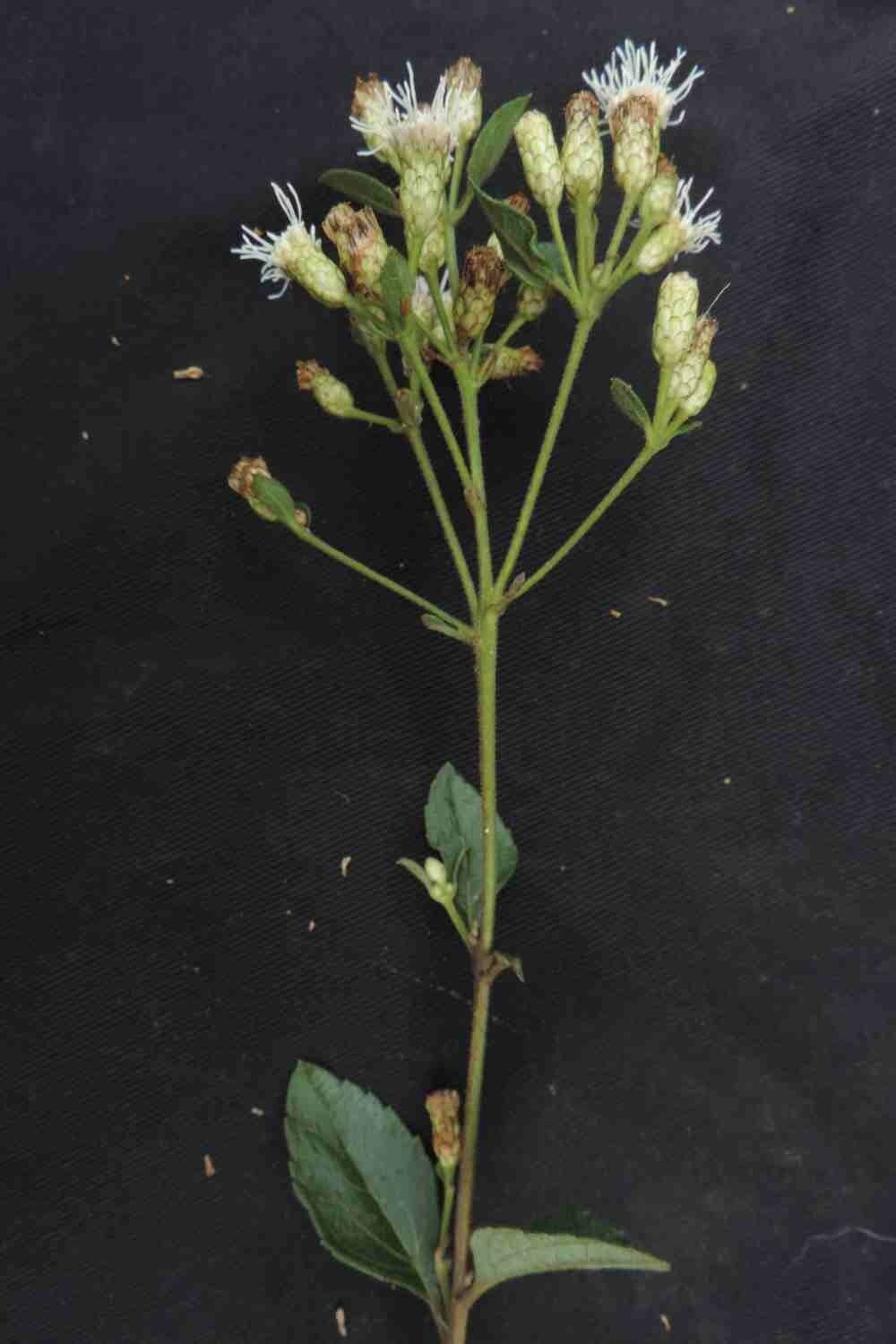 Chromolaena 5