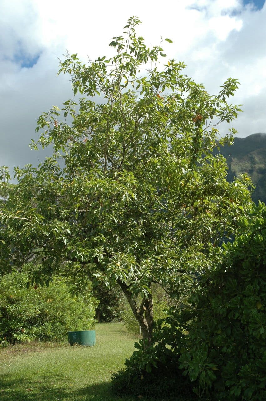 Oahu Seifenbaum