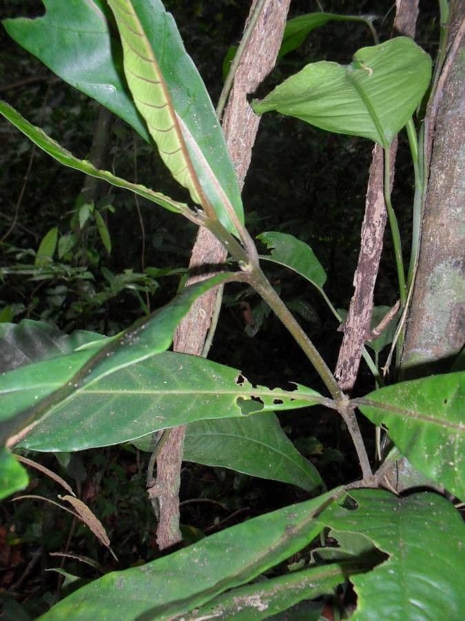 Atractocarpus 7