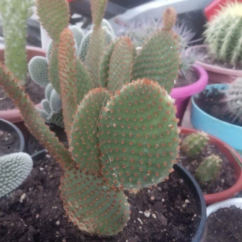 Chenille prickly-pear 19