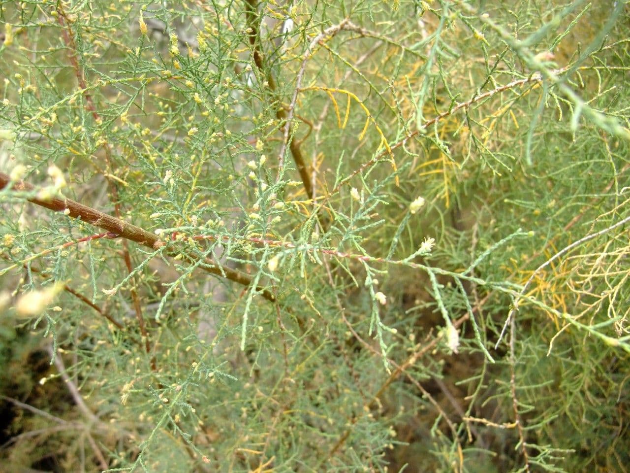 Kanaren-Tamarisk 29