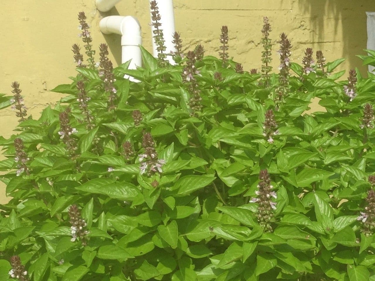 Basilico minore 12