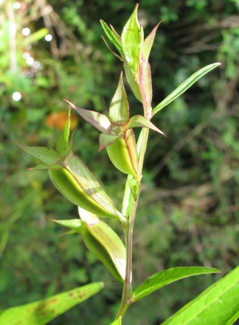 Ludwigia decurrente 15