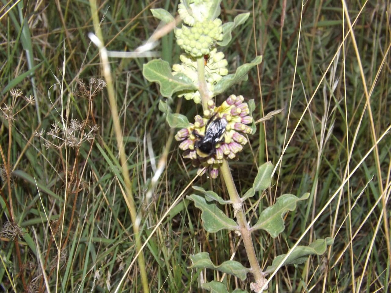 Asclépiade à fleurs vertes 2