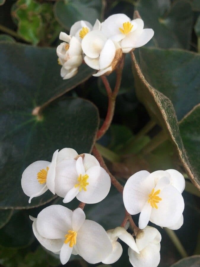 Begonia