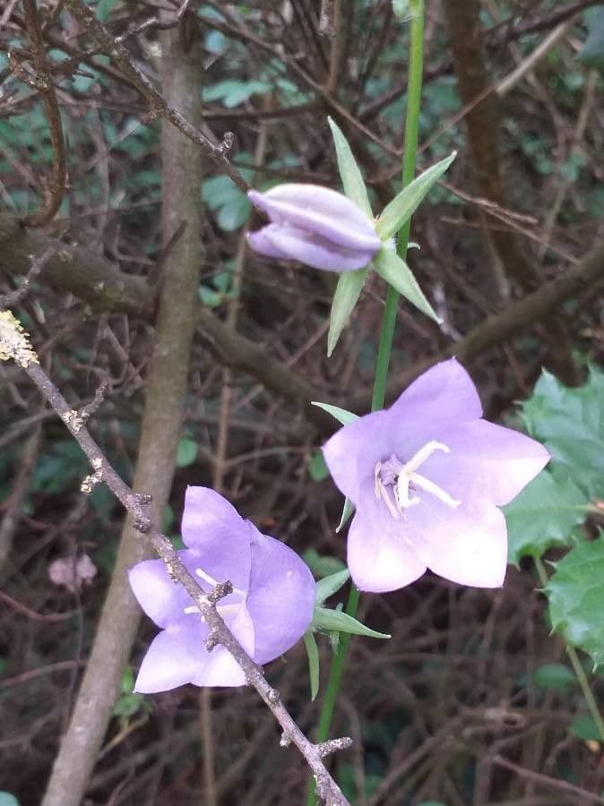 Campanilla 9