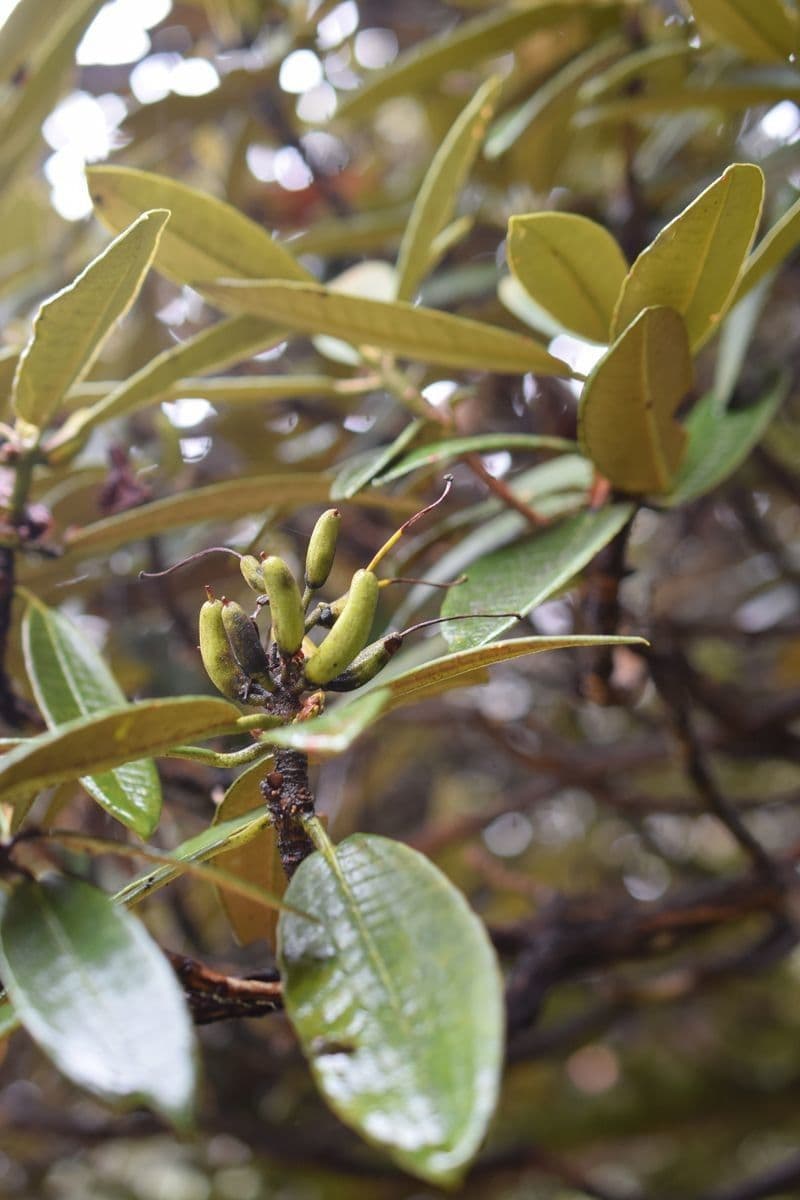 Rododendron stromovit
 4