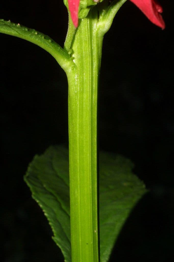 Lobelia cardinale 25