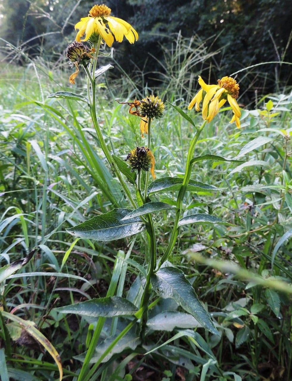 Verbesina eliantoides 8